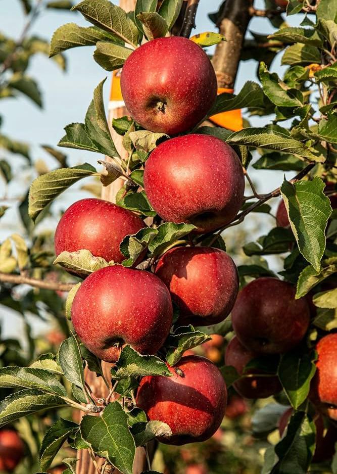 Anna Apple Plant