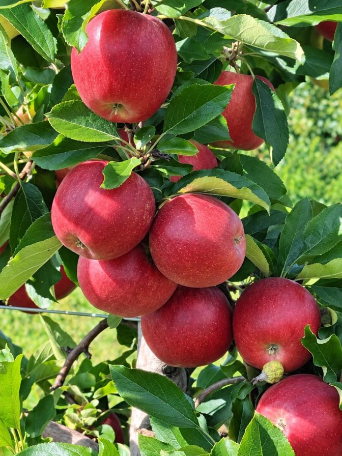 HRMN - 99 Apple Plant
