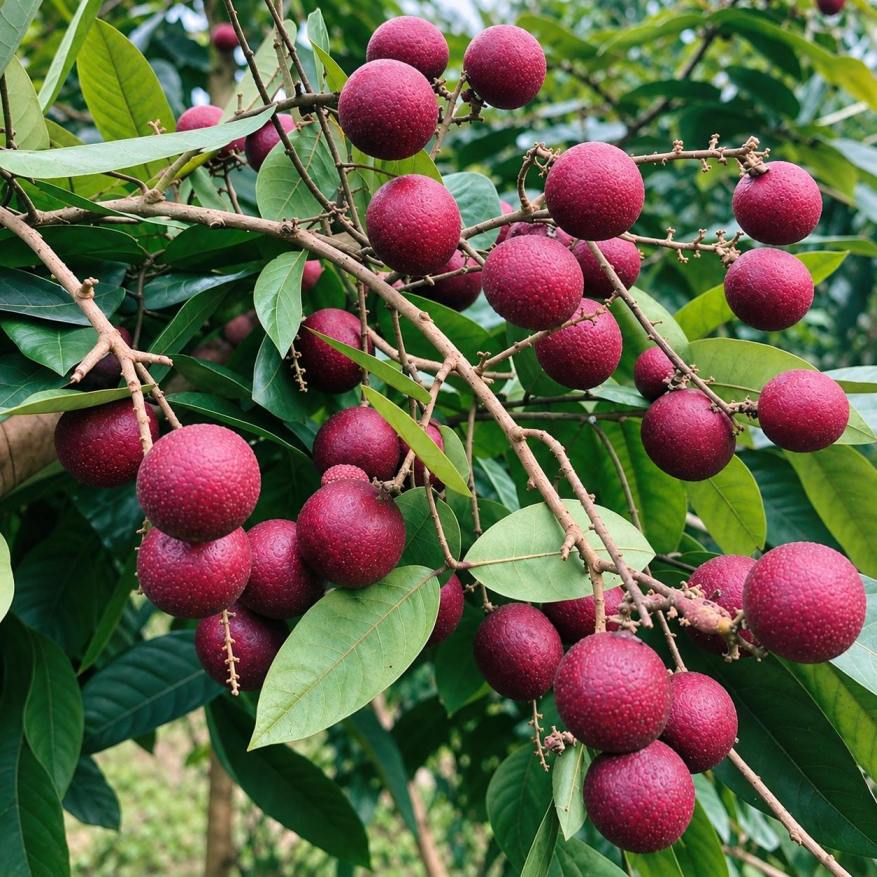 Ruby Longan Plant