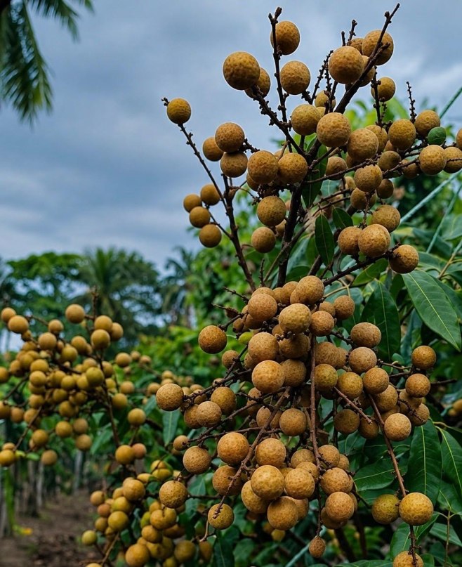 Vietnam Jambo Longan Plant