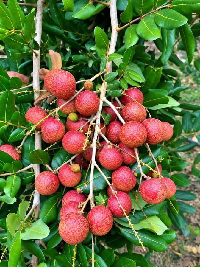Ping-Pong Longan Plant