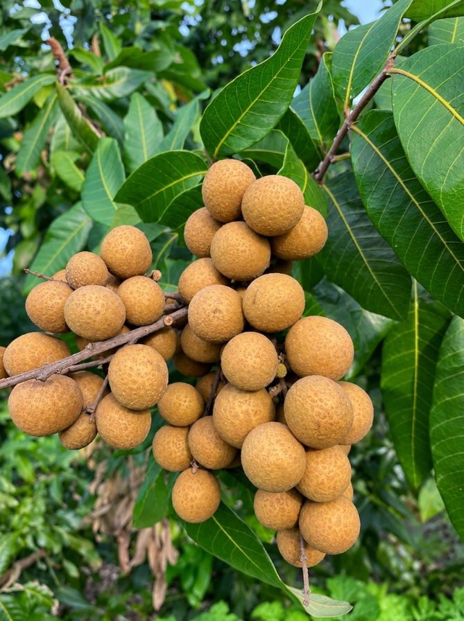 4 - Season Longan Plant