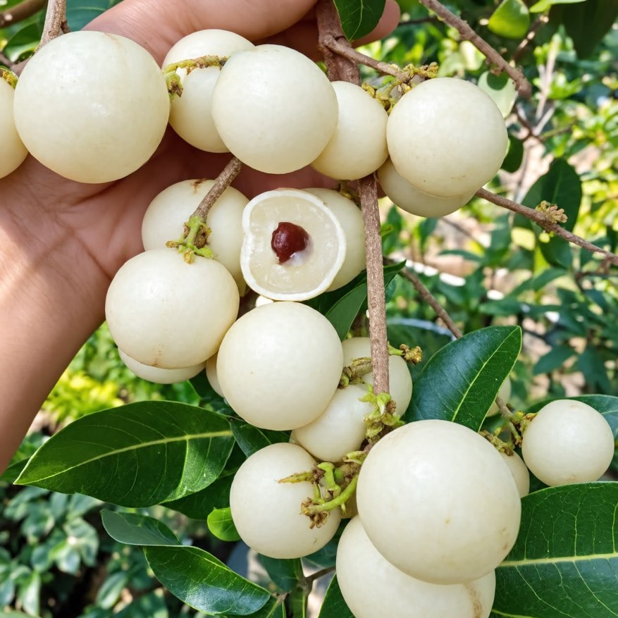 White Longan Plant