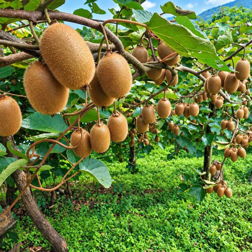 Kiwi Fruit Plant