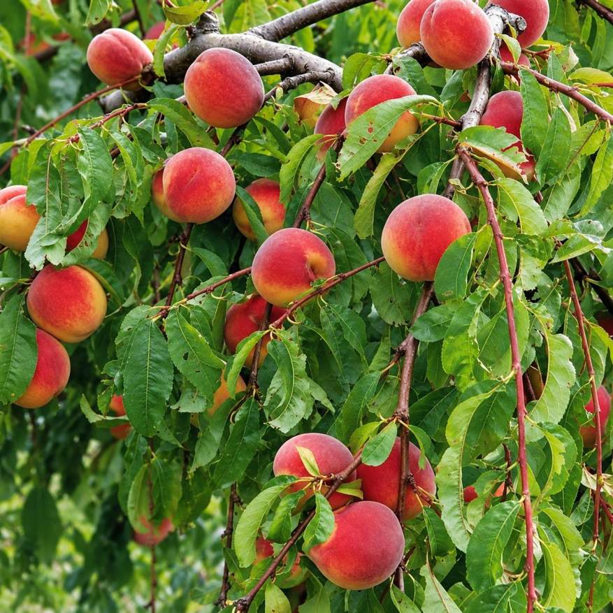 Peach Plant (Aadu)