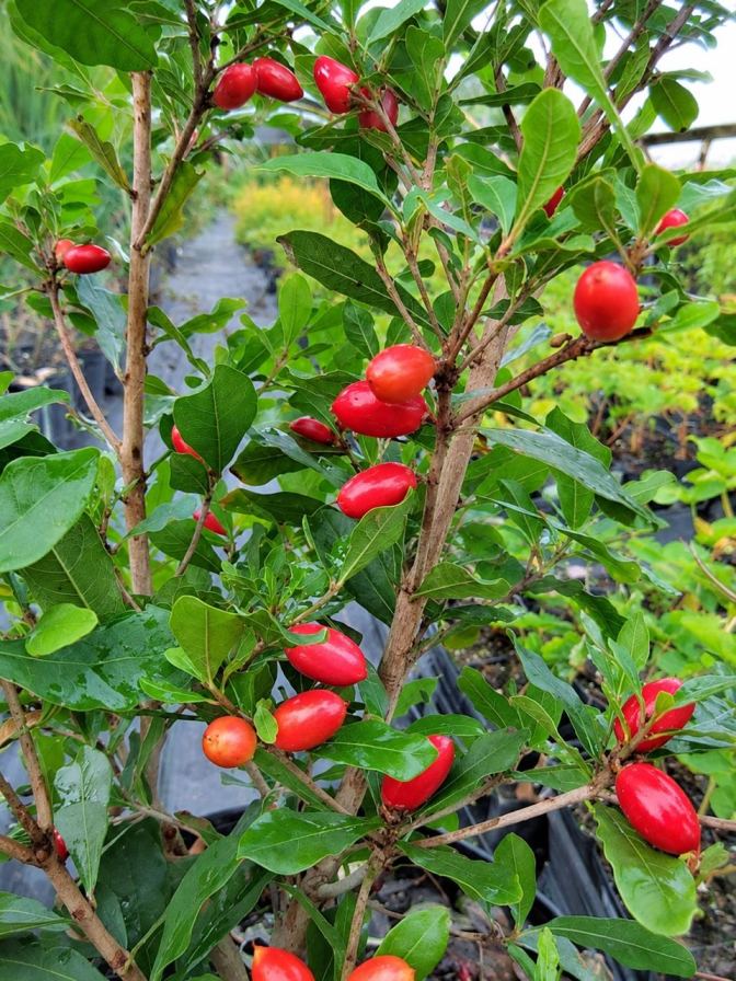 Miracle Fruit Plant