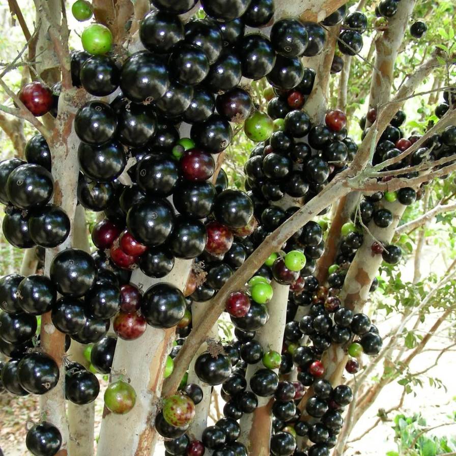 Jabotika Fruit Plant