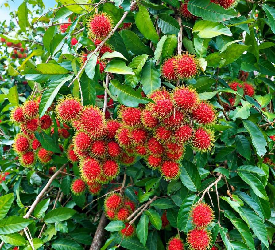 Rambutan Plant