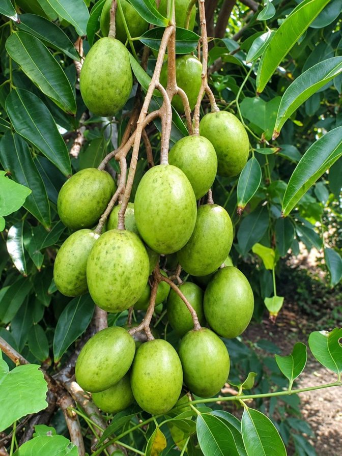 Thai All Season Amra Plant