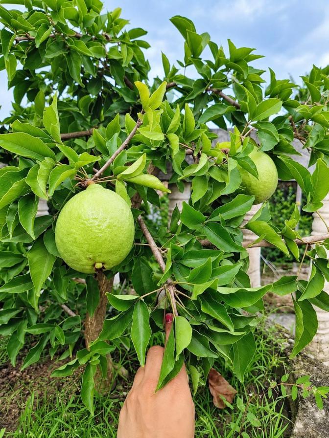 Malaysian Bell Patra Plant